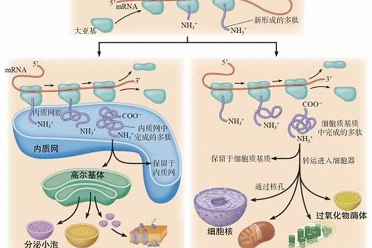 潍坊有哪些化肥厂