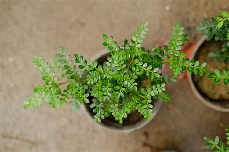 胡椒木怎么施肥