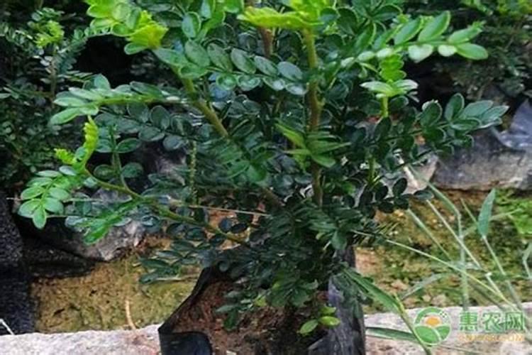 胡椒木怎么施肥