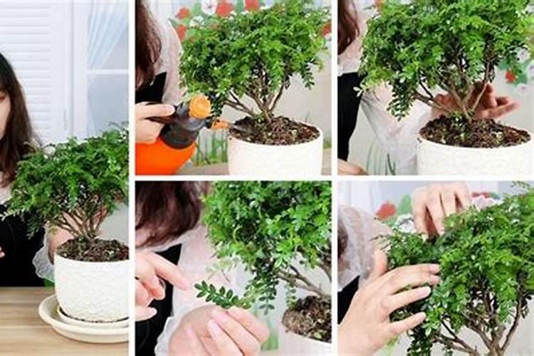 胡椒木如何施肥