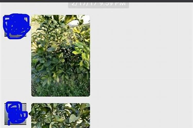 果树花后施什么肥最好