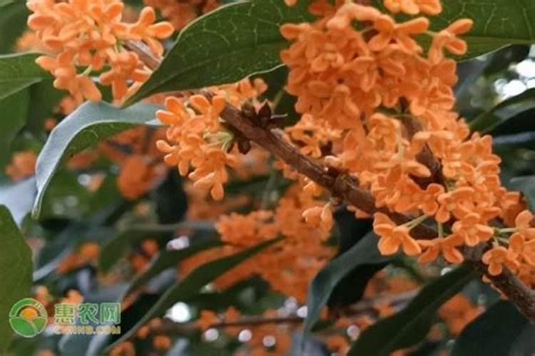 蔬菜打虫药早上打好还是晚上好好