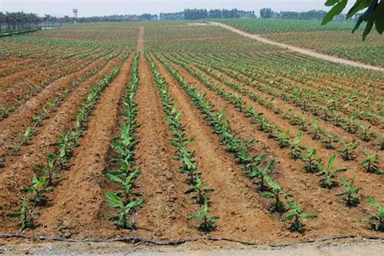 香菜香菜  栽培要点