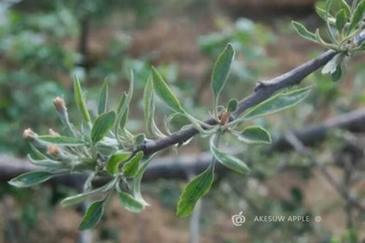 农作物小叶病用什么药