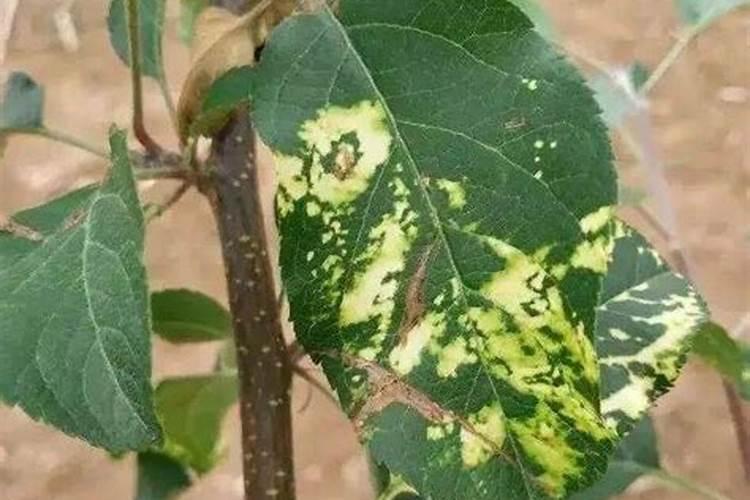 苹果小叶病是肥料造成的吗