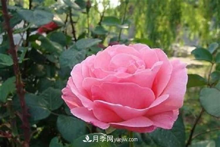 烟叶施肥方法和注意事项 烟叶施肥方法和注意事项是什么