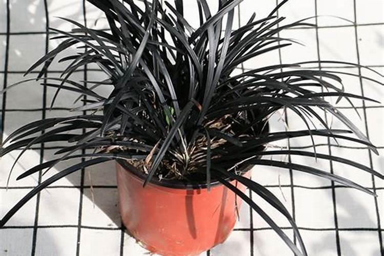 想问冬小麦发黄怎么治