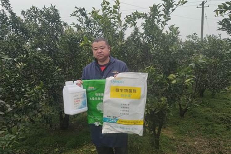 爱媛46号柑橘品种介绍