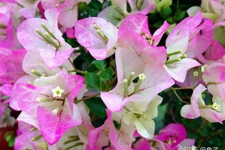 给地施草木灰是补充什么肥料