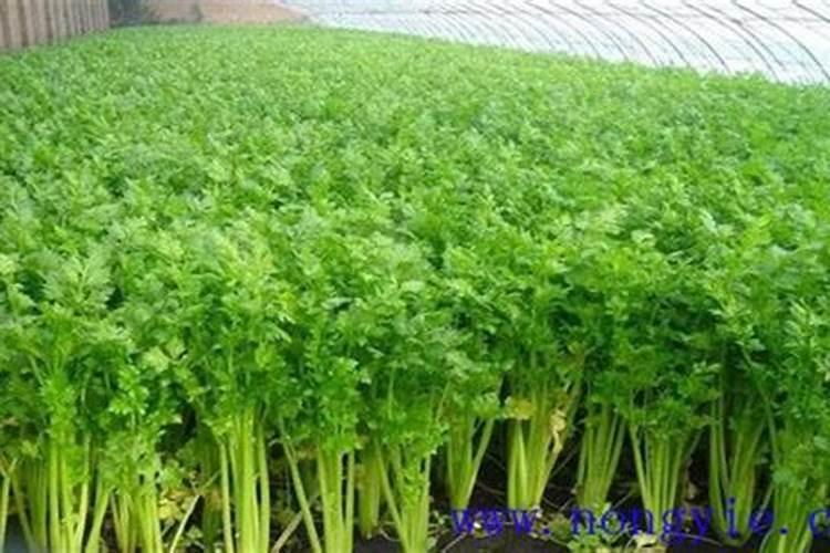 种红蒜要用叶面肥,种红蒜如何施叶面肥？