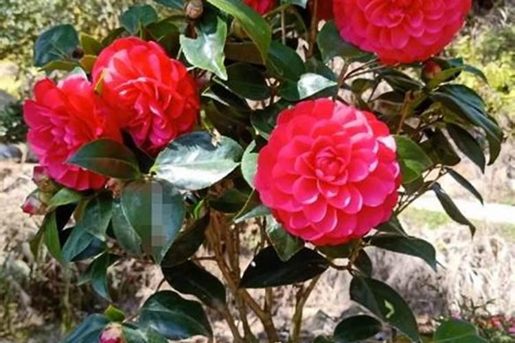 茶花施什么肥最好 茶花施什么肥