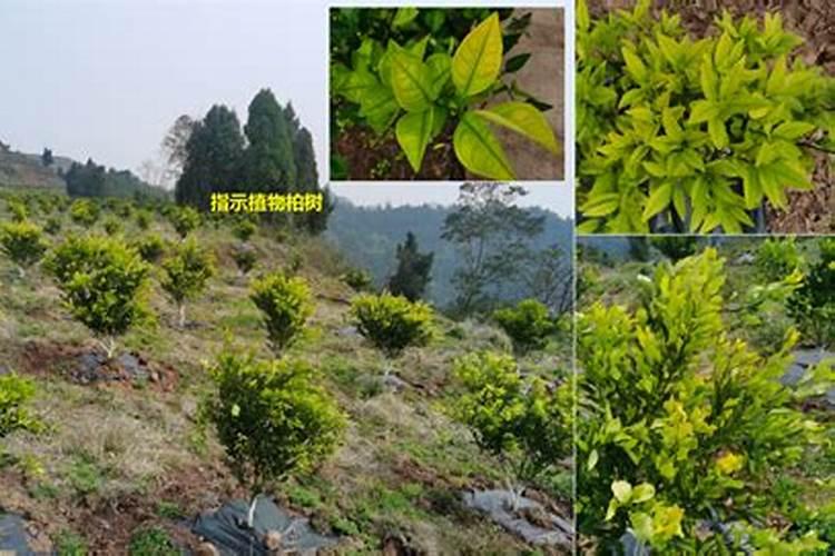 碱性土壤用什么肥料比较好