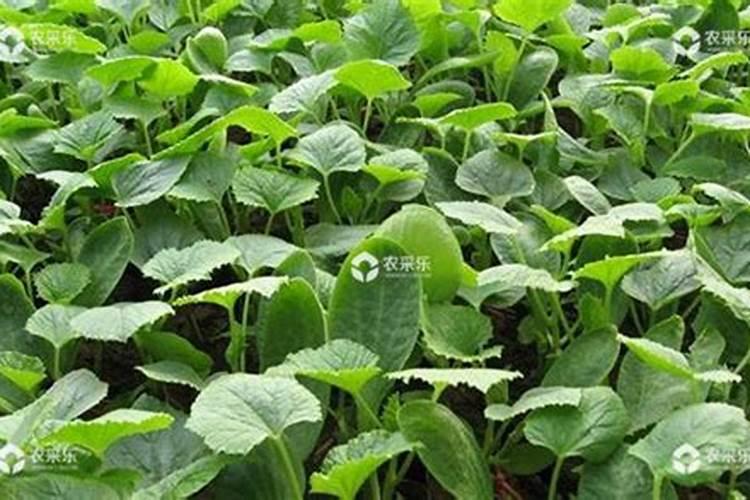 如何给甜瓜施肥