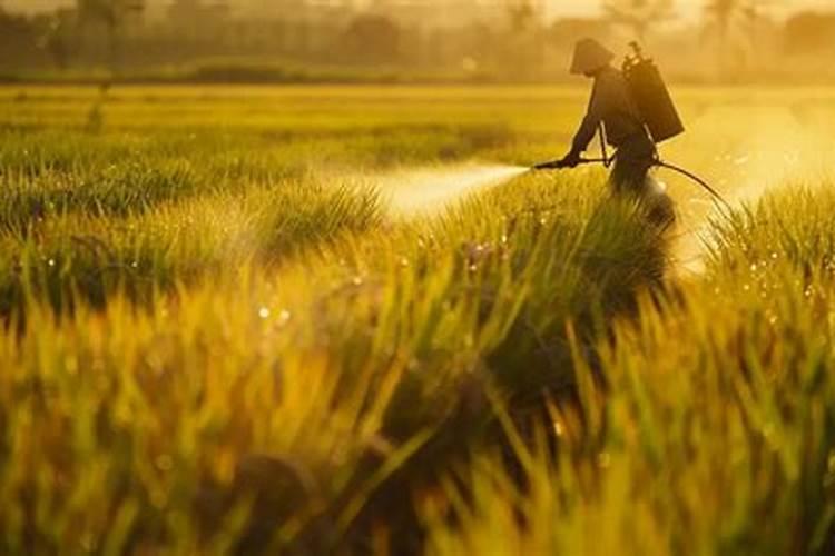 西瓜打什么叶面肥又绿又厚呢