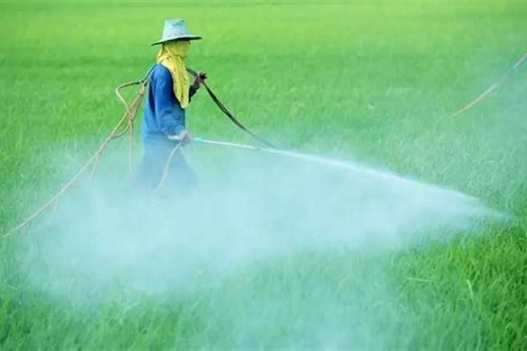 君子兰施肥氮磷钾的比例是多少