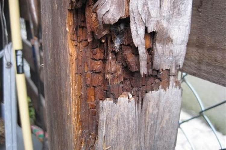 为什么木材或者煤炭在燃烧后会留下灰烬 木炭燃烧后的灰烬是什么百度知...