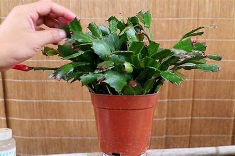 月季花的营养液能喷蟹爪兰吗？