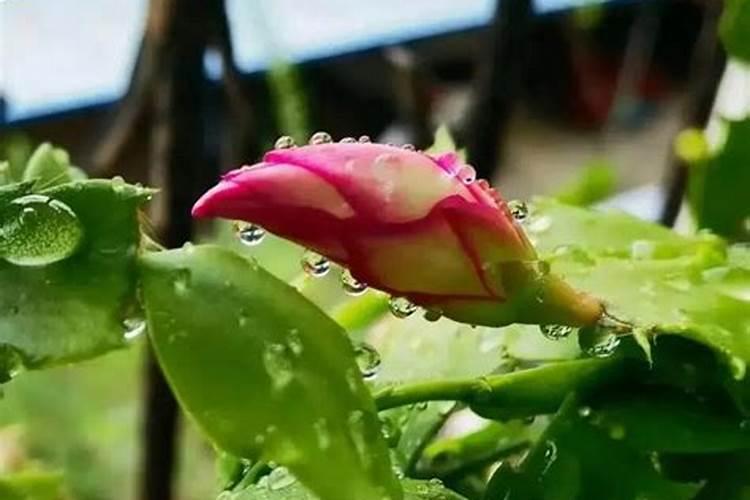 蟹爪兰用叶面肥喷施能行吗