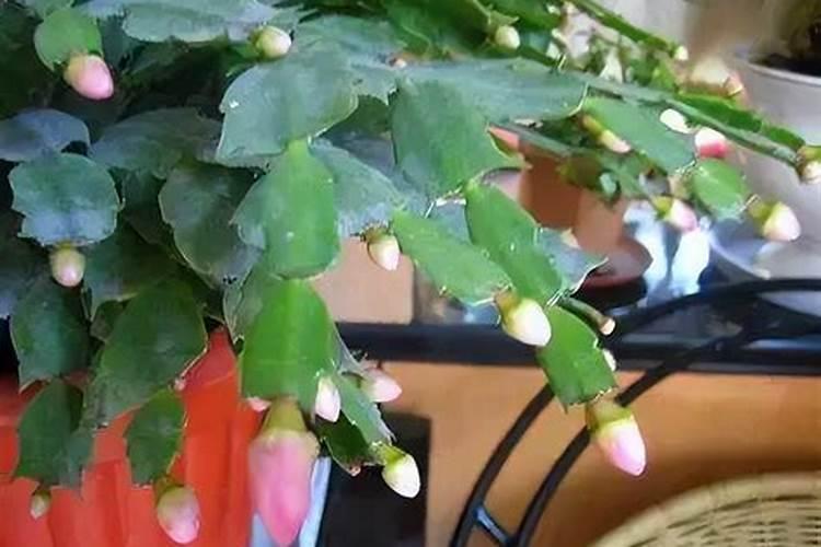 蟹爪兰花芽时如何上肥