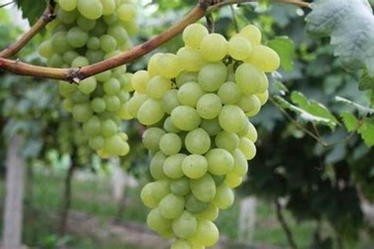 夏播玉米追肥用什么肥料最好