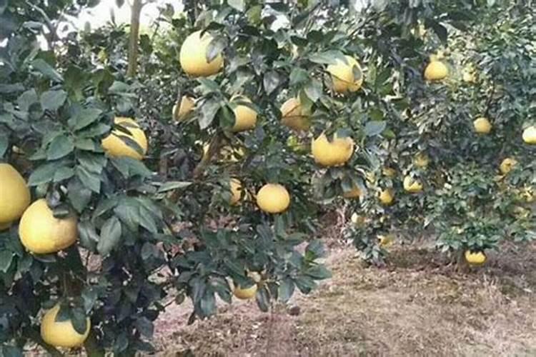 柚子膨果期追肥用什么好？叶面追肥用肥建议