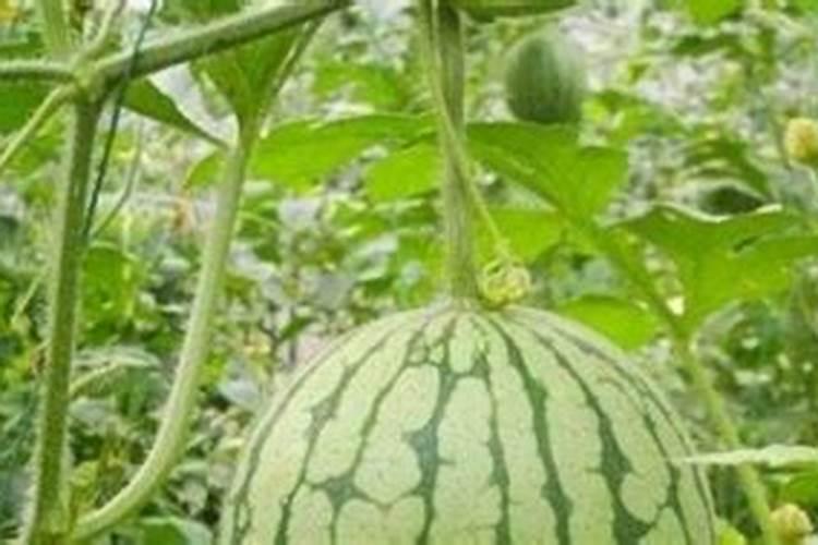 西瓜的需肥规律是什么？施肥有哪些误区？