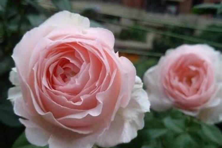 柠檬树补什么肥料最好