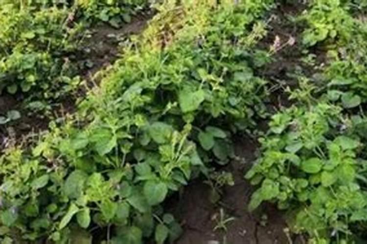 白露以后还能给丹参施肥吗？