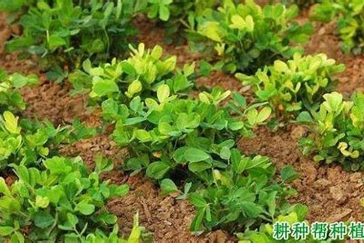 花生钙肥,硼肥,钼肥可以混合叶面喷施吗？