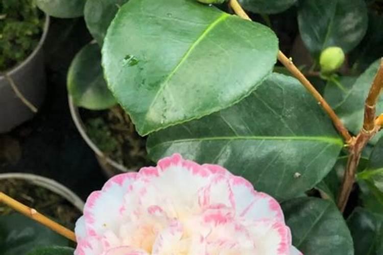 茶花打花苞时怎样施肥