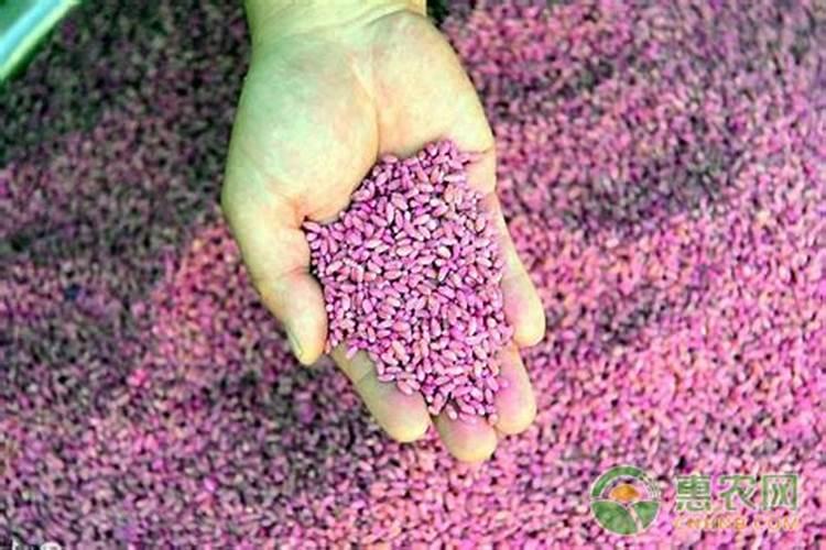 沃巴盾玉米金大棒是真的吗