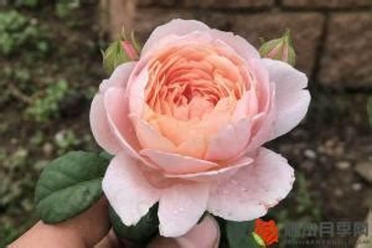 别等花不开才后悔,赶紧做这些保你花开满枝