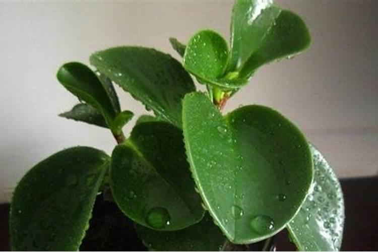 谁知道菊花的,请发在这里。