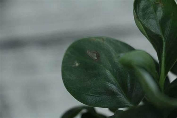 牡丹花怎么剪枝啊？