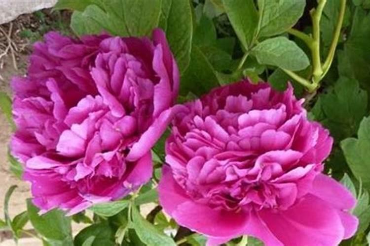 牡丹在开花的时候可以施肥吗