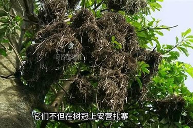果树在果实膨大期施入钾肥过量有危害吗？