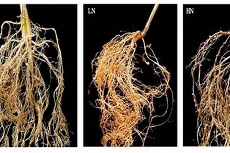 大豆内含什么菌肥