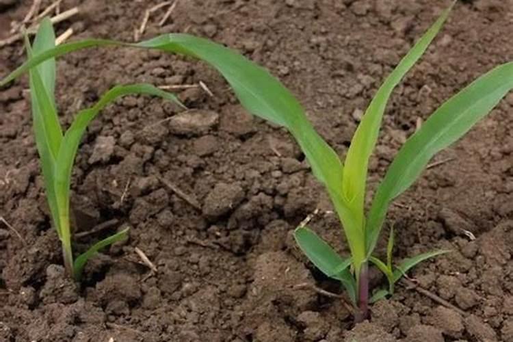 给玉米补充钾素有助于促进玉米生长吗？有什么依据？