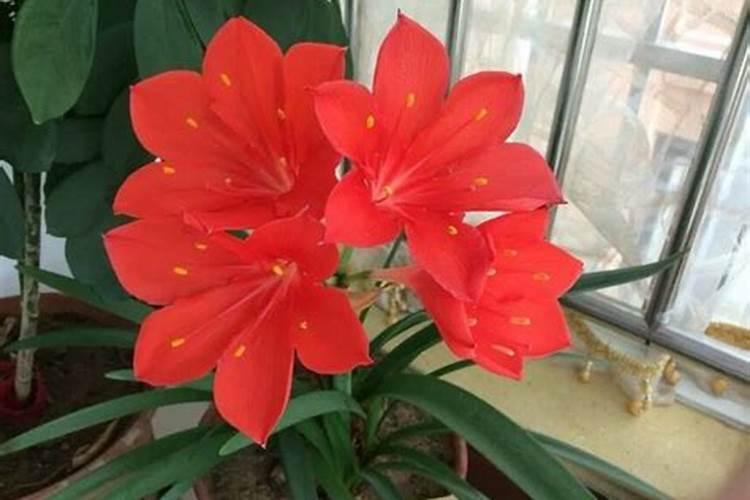 百合花可以用复合肥吗 使用方法有哪些