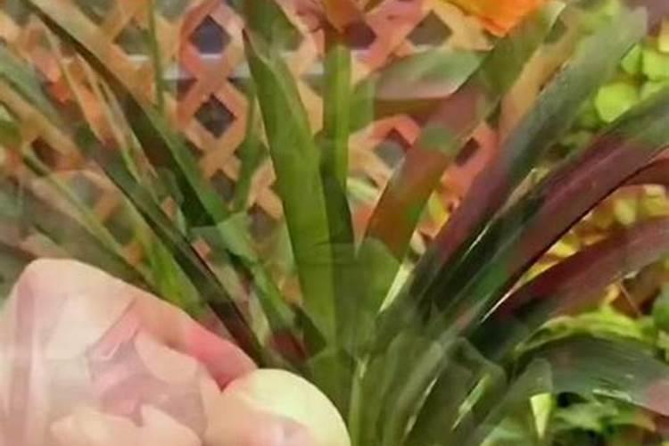 君子兰为什么不开花是啥原因