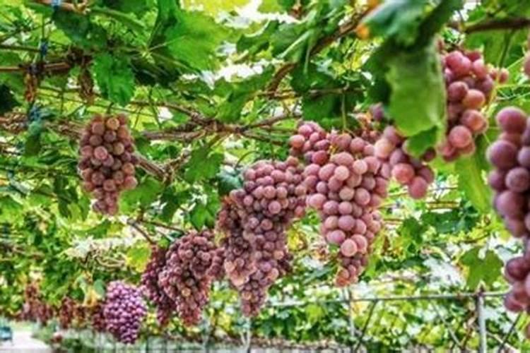 葡萄幼苗使用哪种叶面肥最好