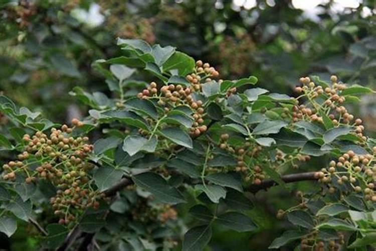 花椒树上什么肥料