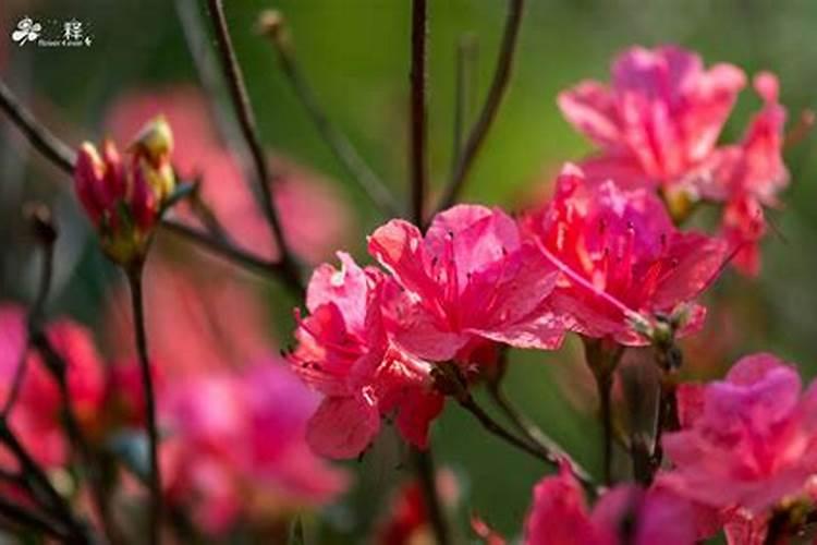 杜鹃花得了小叶病怎么办？