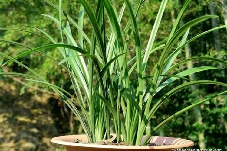 兰花喷什么叶面肥最好