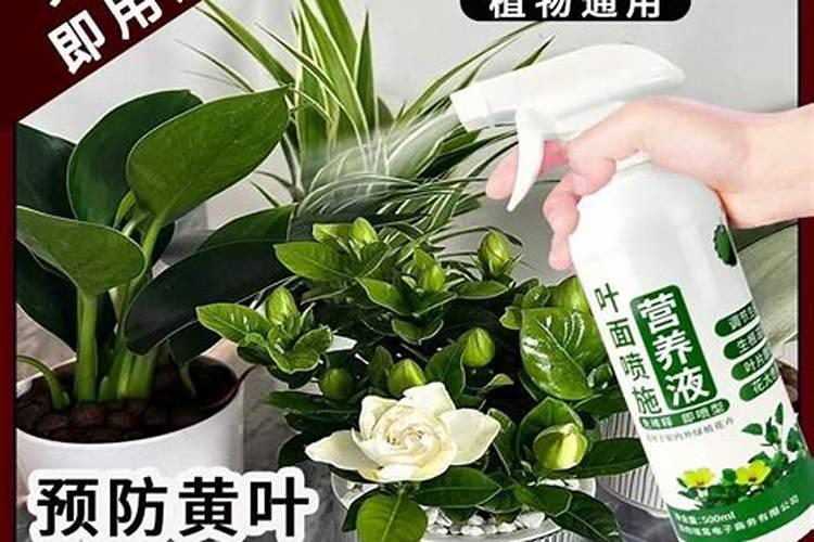 什么时候给杜鹃花喷施叶面肥比较合适