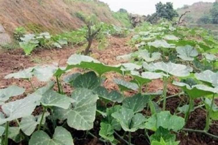 玉米苗弱小,不长咋办