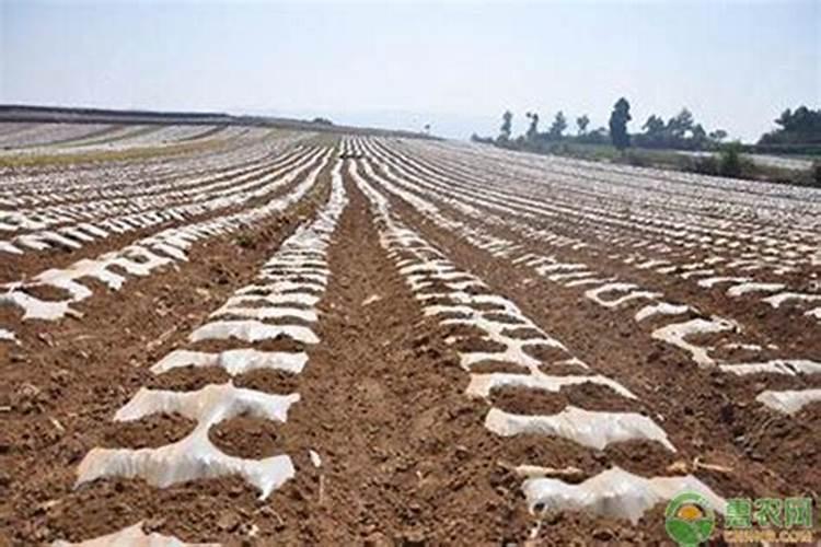 请问如何腐熟尿液做花肥？