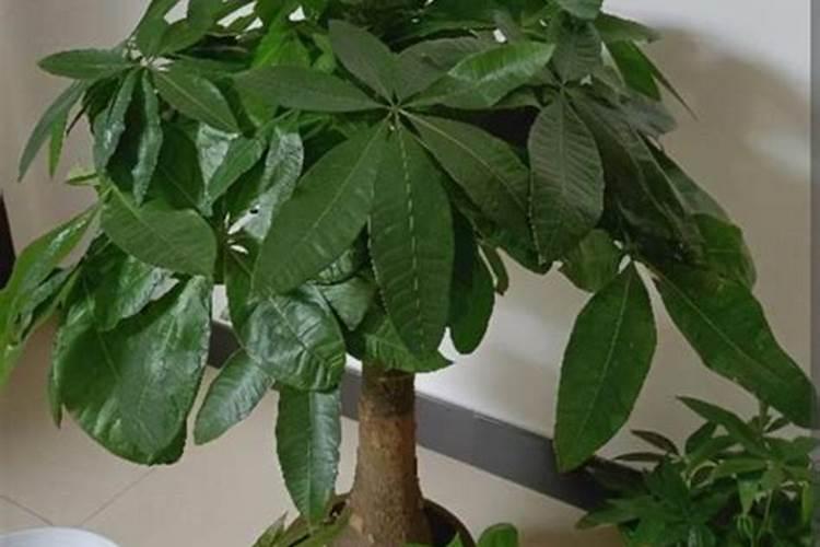 发财树怎么养护用什么肥生根 发财树如何养护用什么肥生根