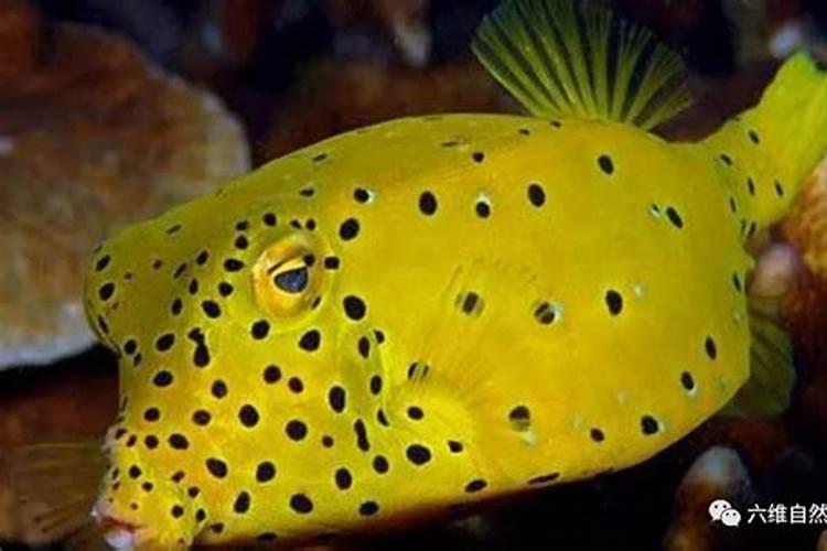 鱼蛋白自制配方比例