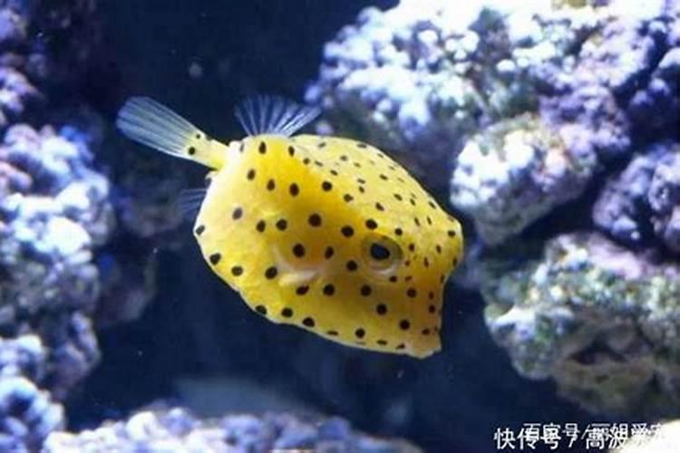 常吃木瓜鱼头汤有哪些好处和坏处